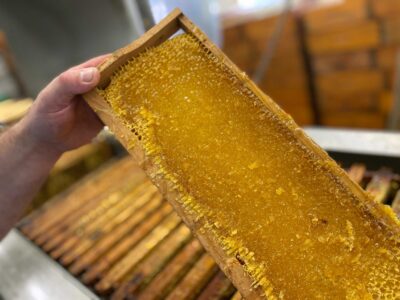 Rayon de miel d'acacia des Pyrénées