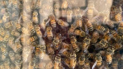 Abeilles dans une ruche en verre