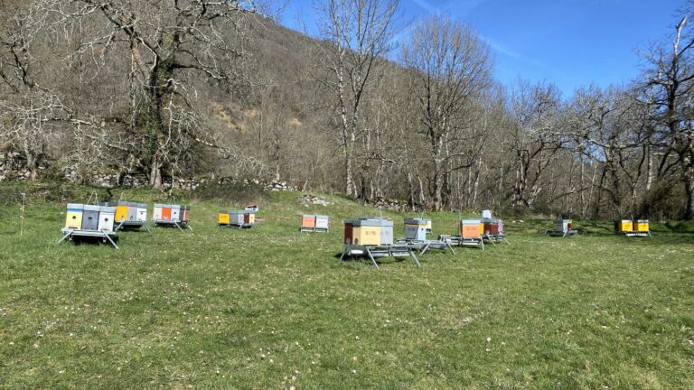 Hivernage ruchette essaim dans les Pyrénées